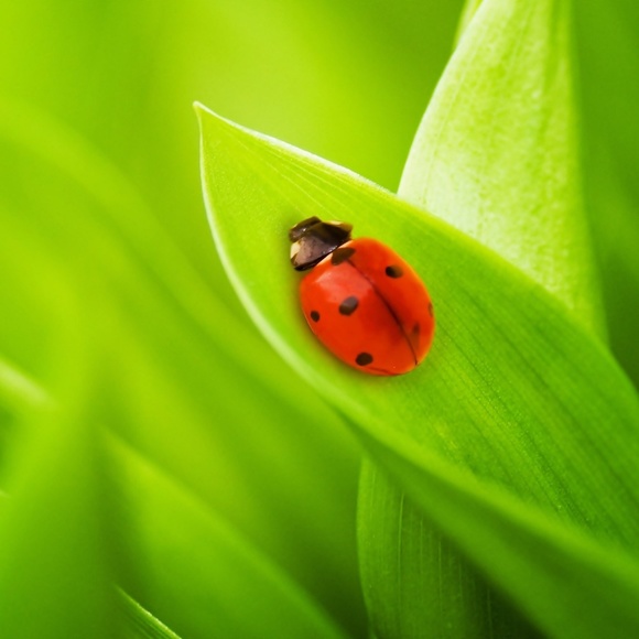 ladybugtreasure